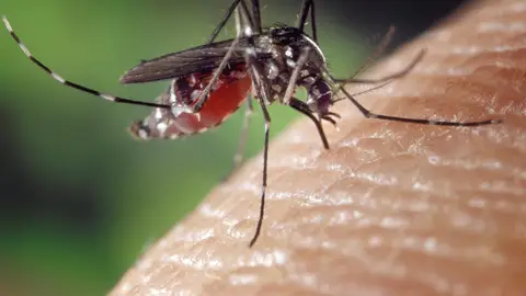 Imagen de archivo de un mosquito picando a una persona Imagen de archivo de un mosquito picando a una persona