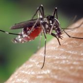 Imagen de archivo de un mosquito picando a una persona