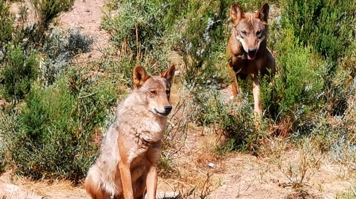 La España mágica: Sanabria, tierra de lobos y leyendas La España mágica: Sanabria, tierra de lobos y leyendas