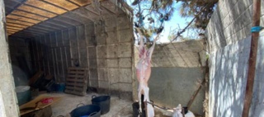 Cordero sacrificado en el matadero clandestino localizado en Elche. Cordero sacrificado en el matadero clandestino localizado en Elche.