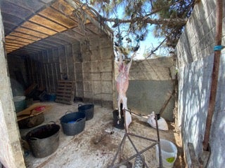 La Policía Local de Elche desmantela en la partida de Saladas un matadero clandestino de corderos La Policía Local de Elche desmantela en la partida de Saladas un matadero clandestino de corderos