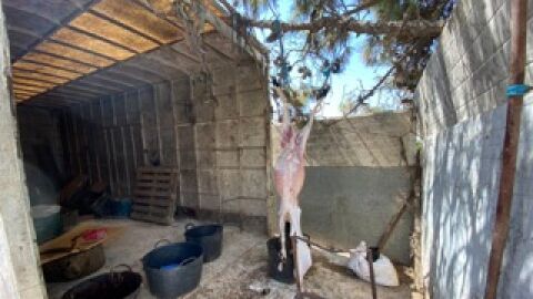 Cordero sacrificado en el matadero clandestino localizado en Elche.