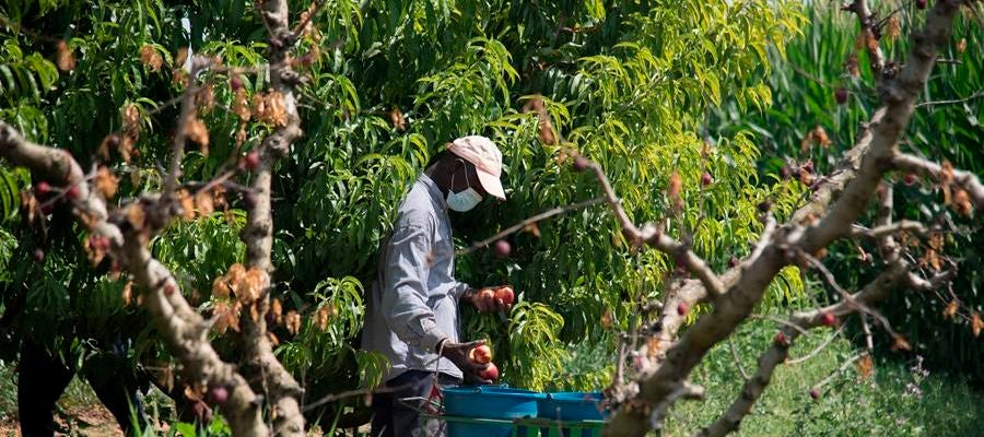 Un temporero, con su máscara de protección trabaja en la recolección de fruta Un temporero, con su máscara de protección trabaja en la recolección de fruta