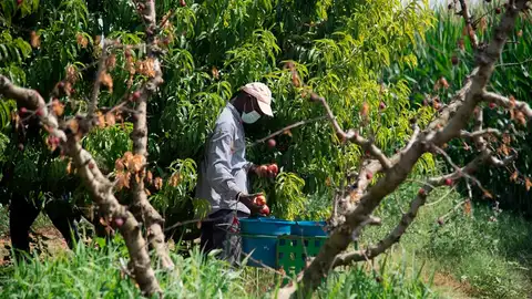 Un temporero, con su máscara de protección trabaja en la recolección de fruta Un temporero, con su máscara de protección trabaja en la recolección de fruta