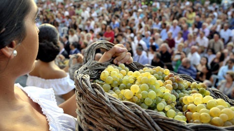 Vendimia en Jerez