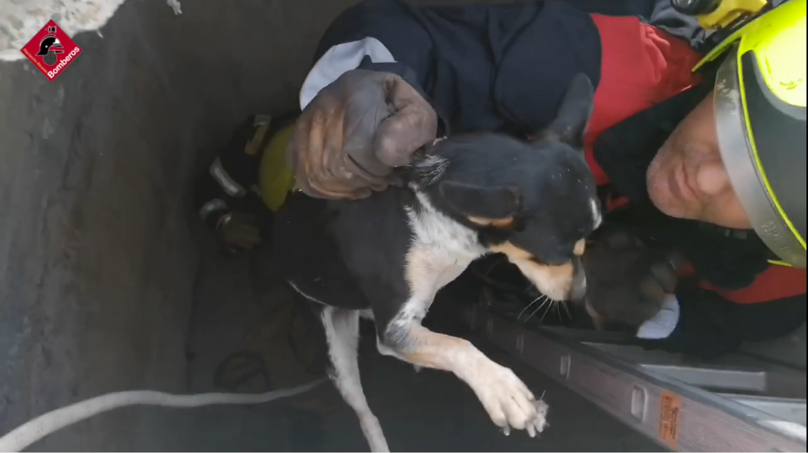 Los bomberos rescatan de un pozo cerrado de hormigón a dos perros Los bomberos rescatan de un pozo cerrado de hormigón a dos perros
