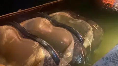 Atracción Splash Mountain de Disney World Orlando Atracción Splash Mountain de Disney World Orlando