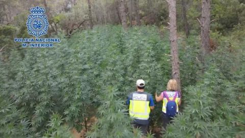 Operaci&oacute;n Copito de desmantelamiento de una plantaci&oacute;n de marihuana en Huesca