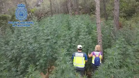 Plantación de marihuana en Huesca Operación Copito de desmantelamiento de una plantación de marihuana en Huesca
