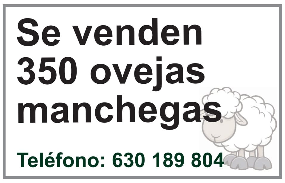 Un pastor en quad busca comprador para sus ovejas manchegas Un pastor en quad busca comprador para sus ovejas manchegas