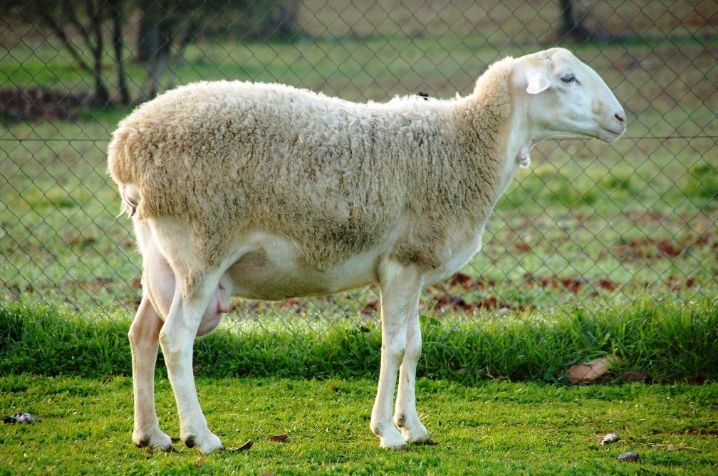 Aumentan a diez los focos de viruela ovina y caprina en Cuenca Aumentan a diez los focos de viruela ovina y caprina en Cuenca