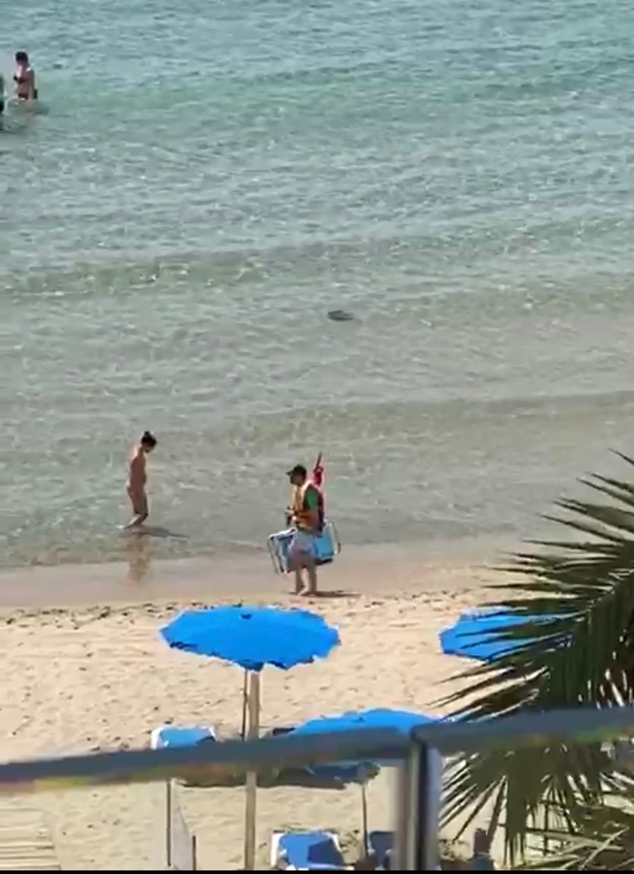 Mantarrayas, delfines y morenas se siguen avistando en la orilla de la playas tras el confinamiento Mantarrayas, delfines y morenas se siguen avistando en la orilla de la playas tras el confinamiento