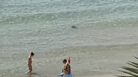 Las rayas toman las playas alicantinas. BENIDORM