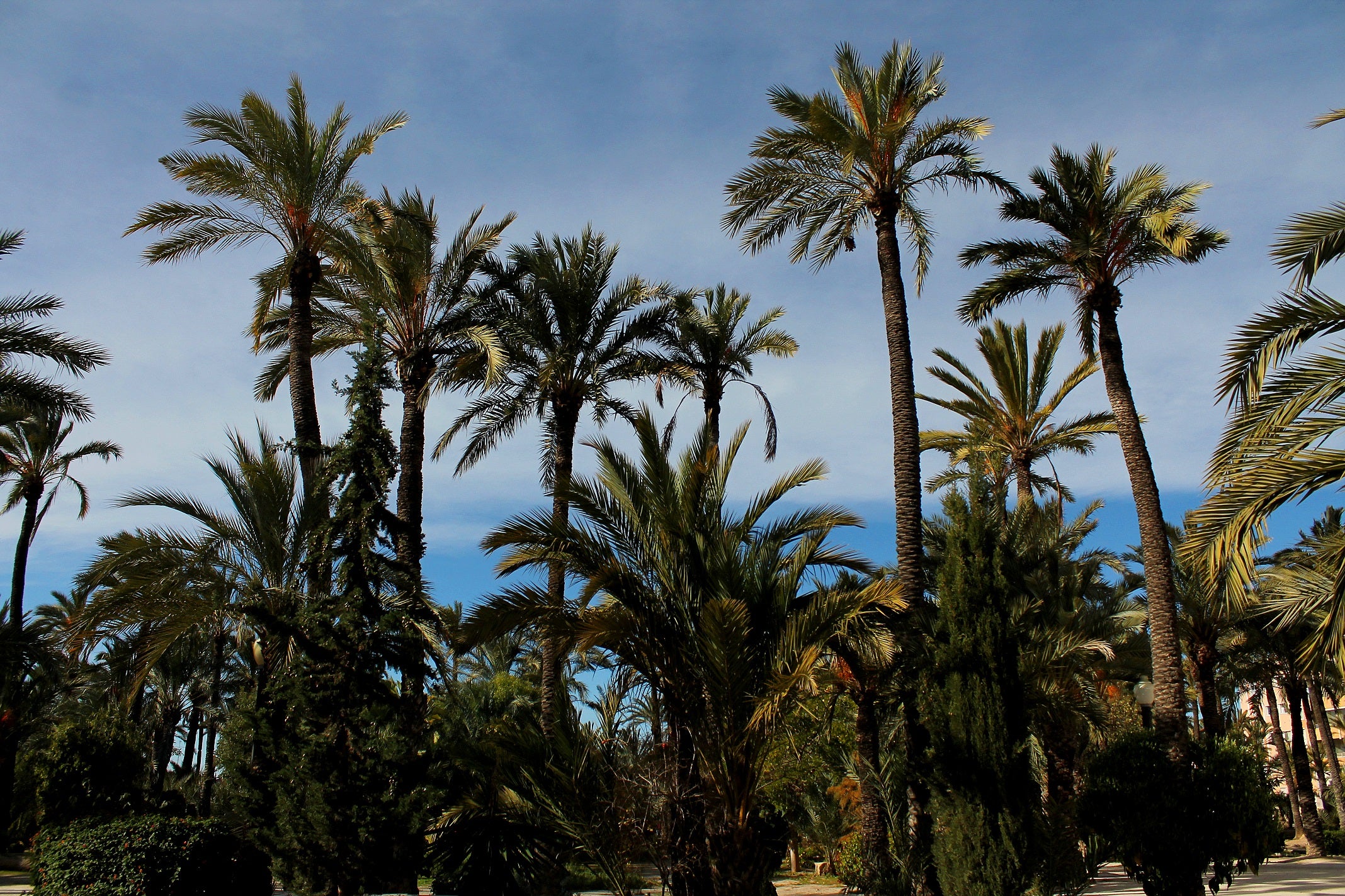 Palmeral de Elche Palmeral de Elche