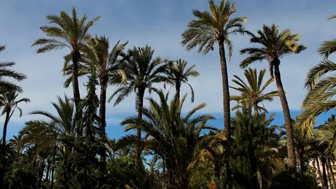El Palmeral de Elche, patrimonio de la humanidad. EL PALMERAL