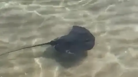Una mantarraya en la orilla de la playa de Levante, Benidorm Las mantarraya toman las playas alicantinas. El confinamiento ha servido de alivio para la fauna marina mientras que ha pasado factura en la contaminación de las costas.