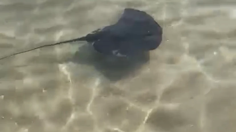 Una mantarraya en la orilla de la playa de Levante, Benidorm Las mantarraya toman las playas alicantinas. El confinamiento ha servido de alivio para la fauna marina mientras que ha pasado factura en la contaminación de las costas.