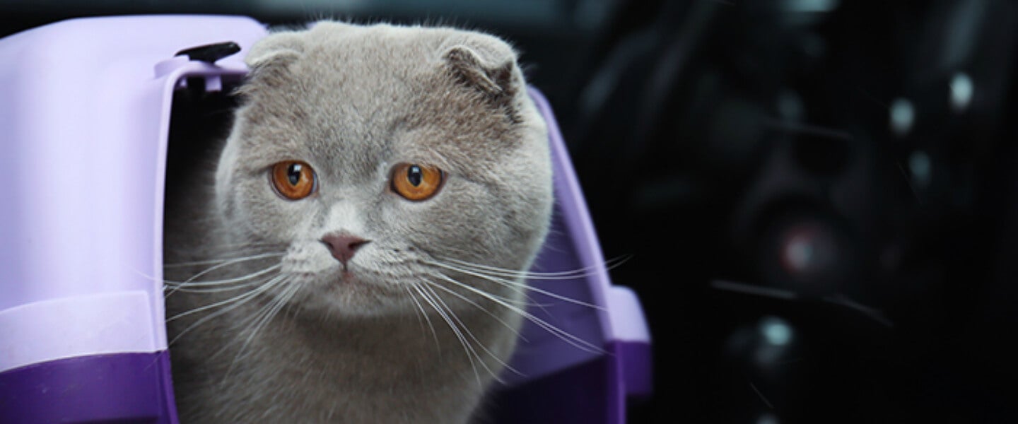 Gabinete de autor: ¿Deben tener derechos los animales? Gabinete de autor: ¿Deben tener derechos los animales?