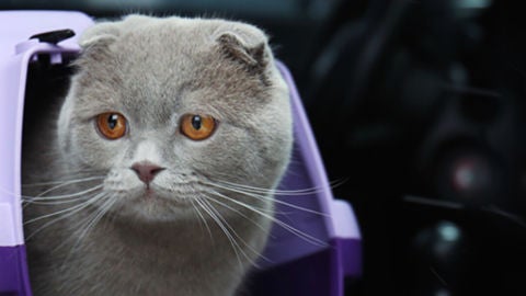 Gato