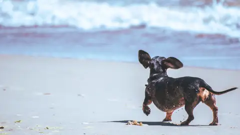 Perro en la playa Perro en la playa