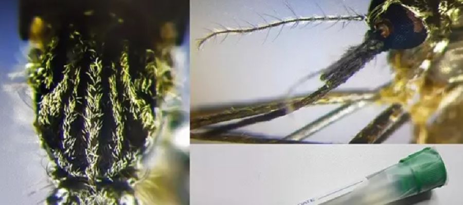 Imagen del mosquito 'Aedes japonicus' Imagen del mosquito 'Aedes japonicus'