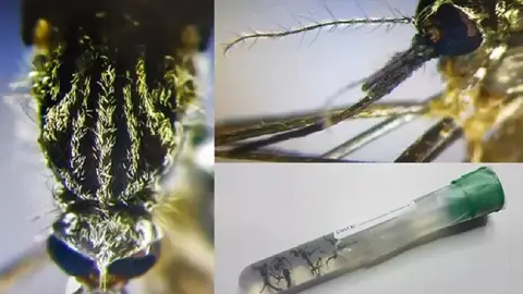 Imagen del mosquito 'Aedes japonicus' Imagen del mosquito 'Aedes japonicus'