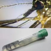 Imagen del mosquito 'Aedes japonicus'