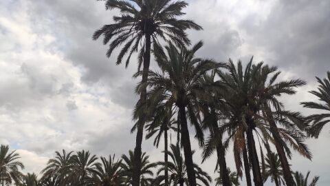 Elche.