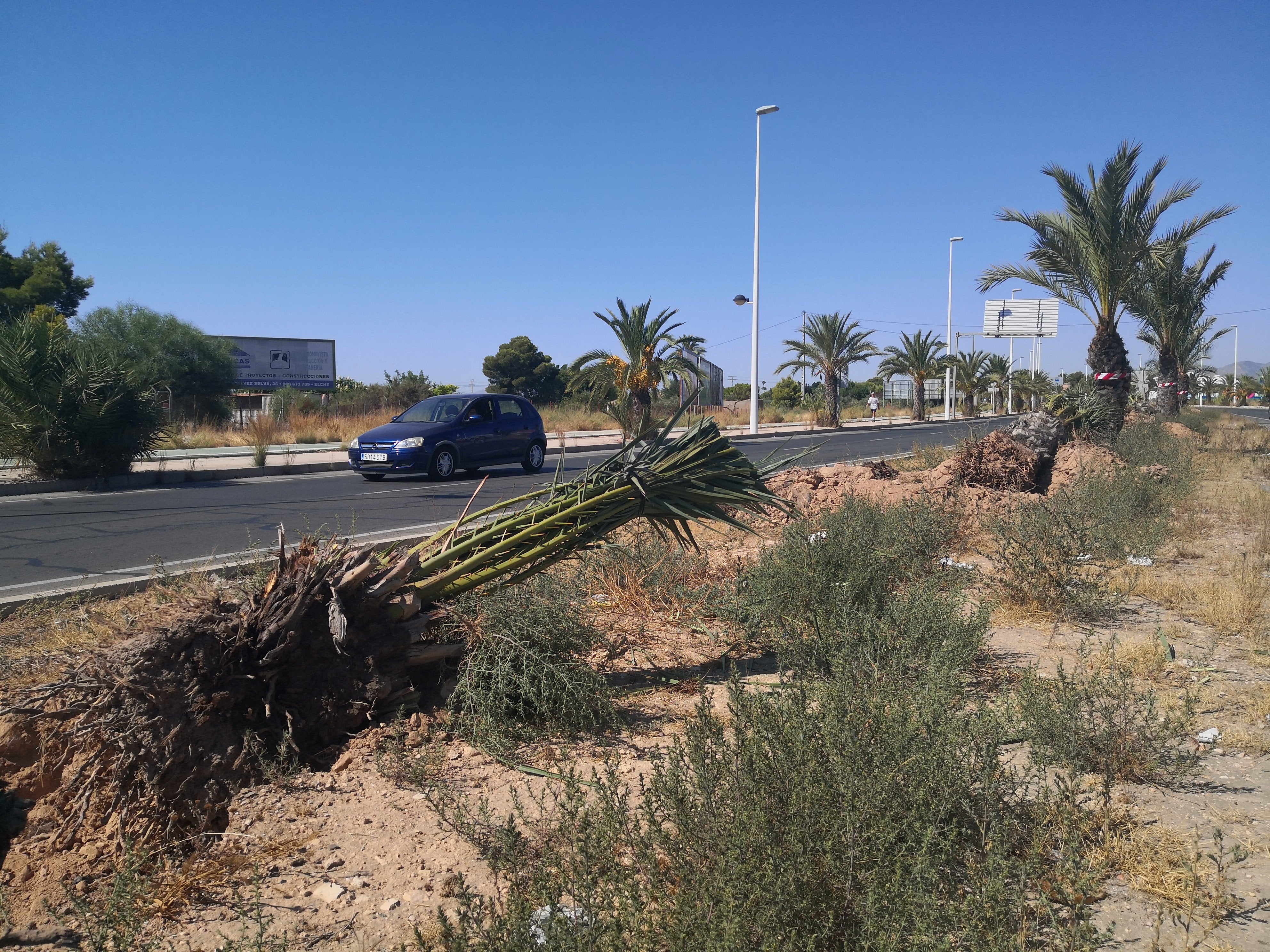 Margalló-Ecologistes en Acció pide explicaciones por el arranque de palmeras en la Ronda Norte Margalló-Ecologistes en Acció pide explicaciones por el arranque de palmeras en la Ronda Norte