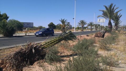 Los ecologistas afirman que el trasplante de estas palmeras supone en muchas ocasiones la muerte de los ejemplares 