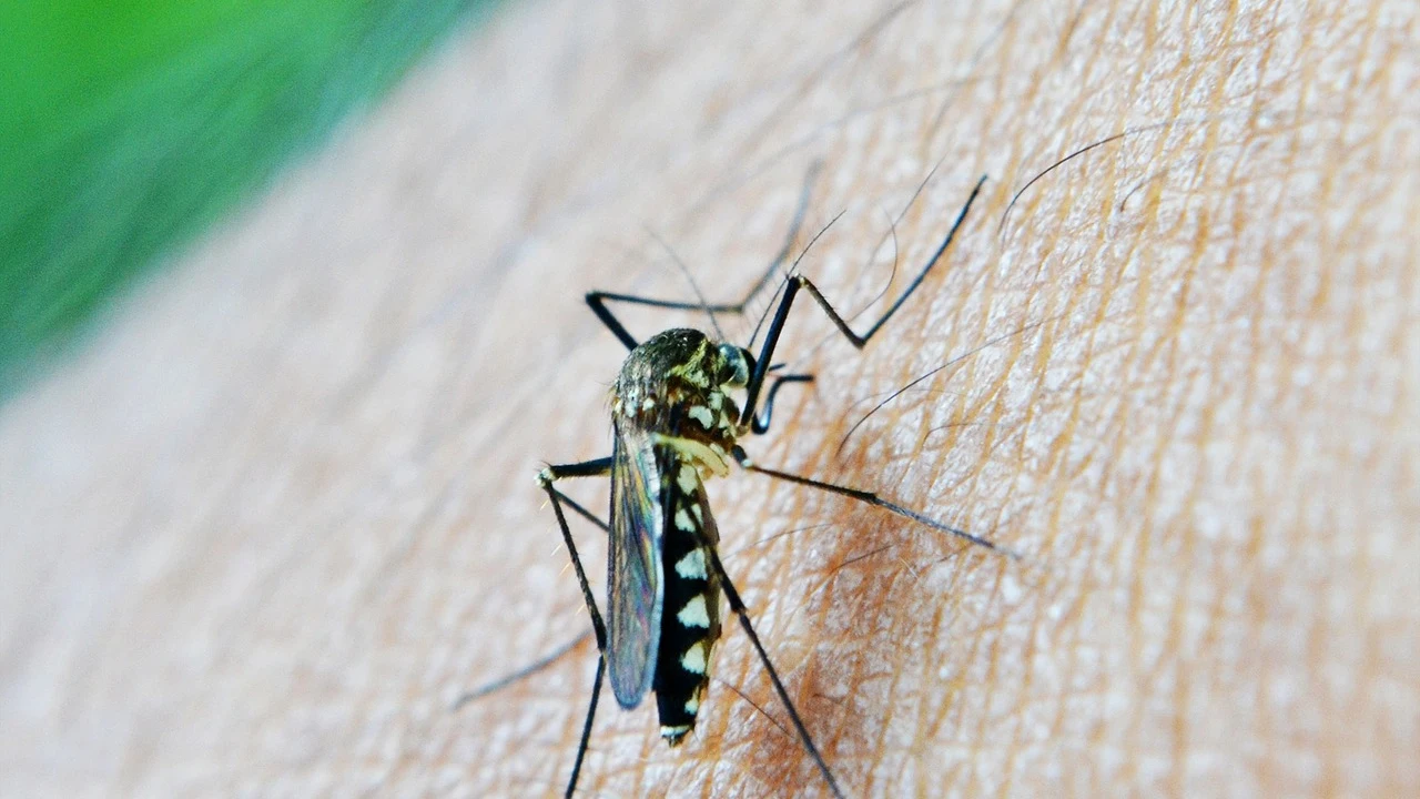 Todas las enfermedades que pueden transmitir los mosquitos