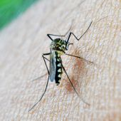 Todas las enfermedades que pueden transmitir los mosquitos