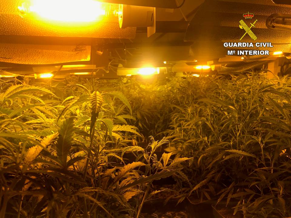 Dos detenidos por cultivar más de 400 plantas de marihuana en una vivienda de Jávea Dos detenidos por cultivar más de 400 plantas de marihuana en una vivienda de Jávea