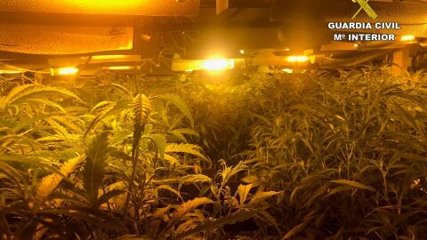 Marihuana decomisada