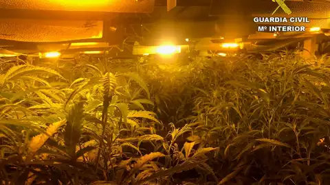 Marihuana decomisada Marihuana decomisada