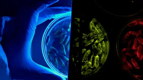 Algenex-Alternative Gene Expression Algenex-Alternative Gene Expression