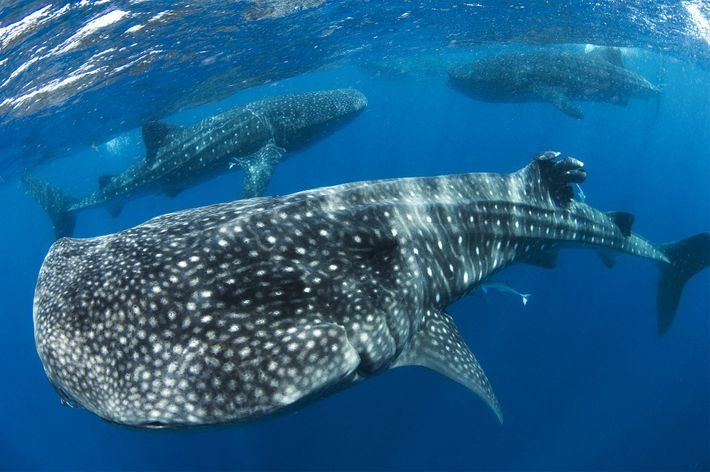 Día Mundial del Tiburón Ballena: Una especie inofensiva en peligro de extinción Día Mundial del Tiburón Ballena: Una especie inofensiva en peligro de extinción