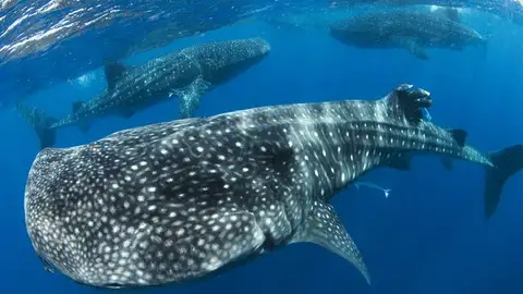 Día Mundial del Tiburon Ballena Un alto en el camino