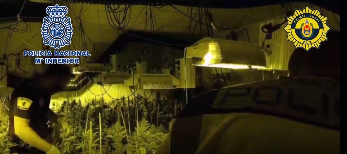 La Policía Nacional y la Policía Local de Elche desmantelan una plantación con más de 1000 plantas de marihuana en un chalé La Policía Nacional y la Policía Local de Elche desmantelan una plantación con más de 1000 plantas de marihuana en un chalé