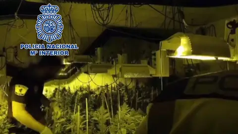 Plantación de marihuana desmantelada en un chalé de Elche. Plantación de marihuana desmantelada en un chalé de Elche.