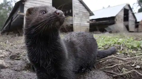 Visón en una granja Visón en una granja