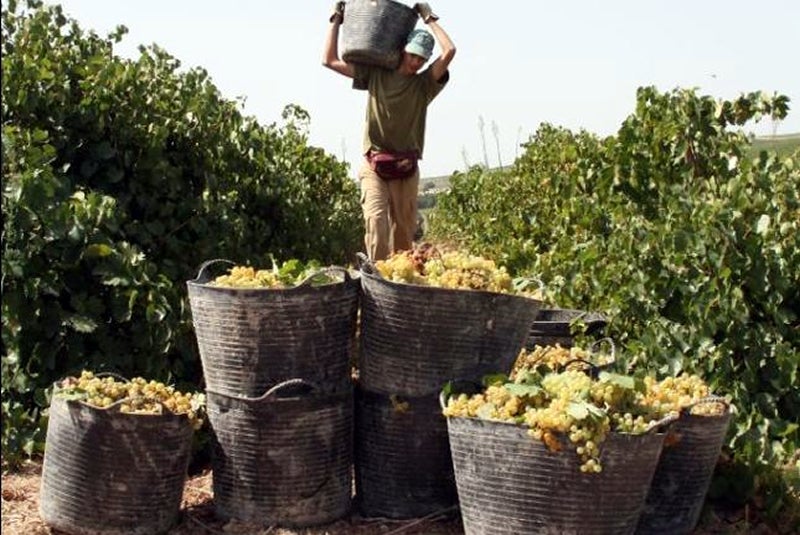 Cáritas Valdepeñas presenta la Campaña de Temporeros 2021 Cáritas Valdepeñas presenta la Campaña de Temporeros 2021