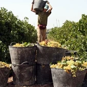 Los productores quieren parar la vendimia en la DO Valdepeñas Los productores quieren parar la vendimia en la DO Valdepeñas