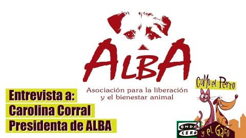 Rescatados 41 perros de una finca en Toledo