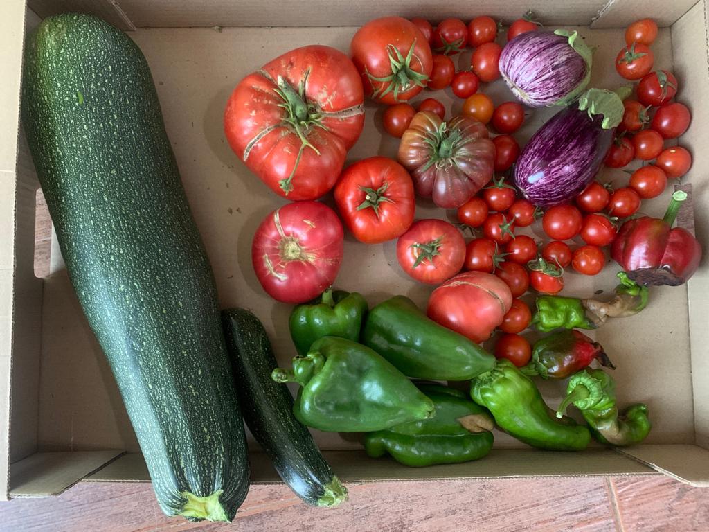 Tomates de Madrid Tomates de Madrid