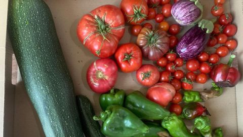 Tomates Isabel Aires