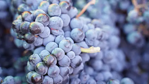 Uvas tintas D O Mancha