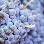 Uvas tintas