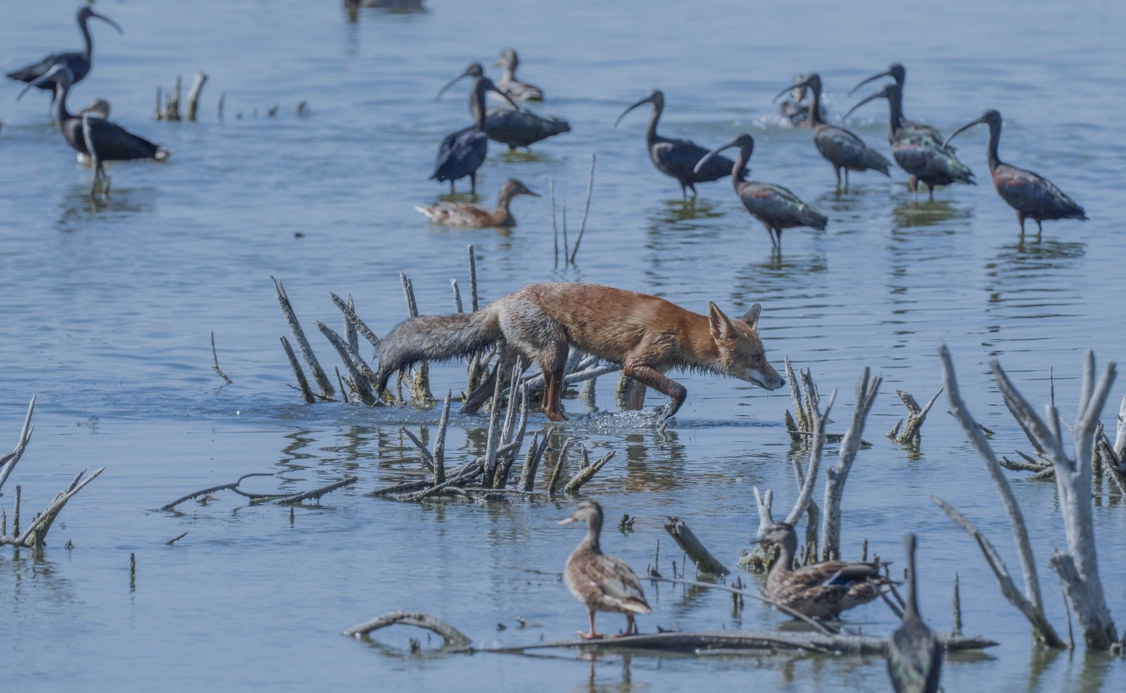 "Estos días de final de verano son magníficos para asistir al relevo de aves migratorias en El Hondo" "Estos días de final de verano son magníficos para asistir al relevo de aves migratorias en El Hondo"