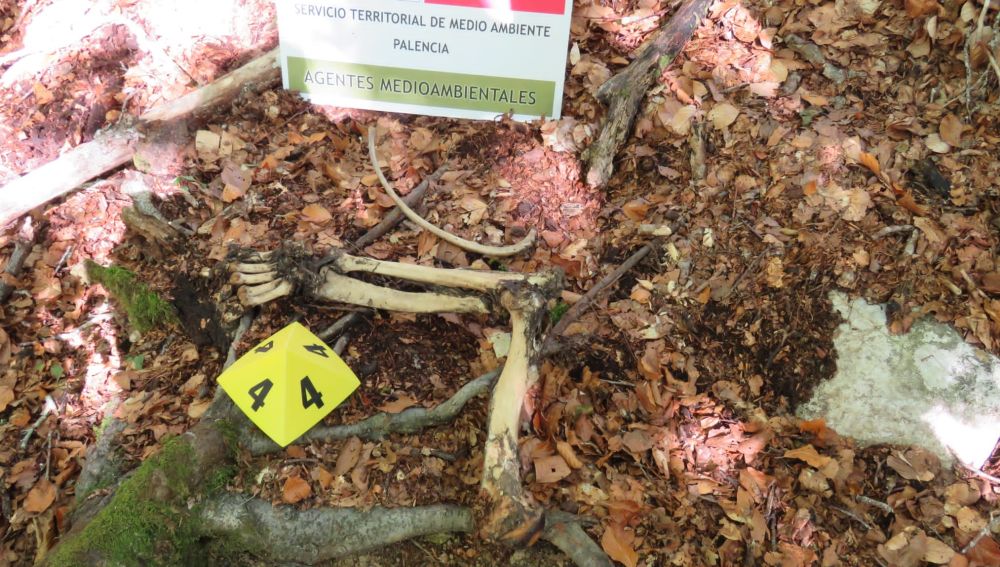 Aparecen los restos de un oso pardo en la localidad de San Juan de Redondo